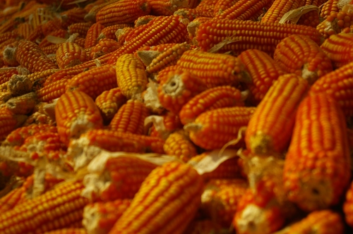 Piles of Corn